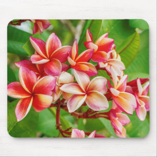 Beautiful Plumeria Flowers Mouse Mat