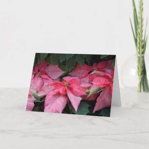 Beautiful Poinsettias Photo Christmas Card