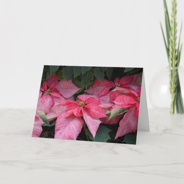 Beautiful Poinsettias Photo Christmas Card (Front)