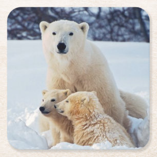 Beautiful Polar Bear and Her Cubs Square Paper Coaster