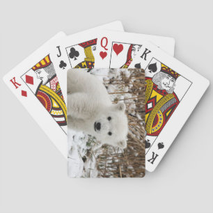 Beautiful Polar Bear Cub Playing Cards