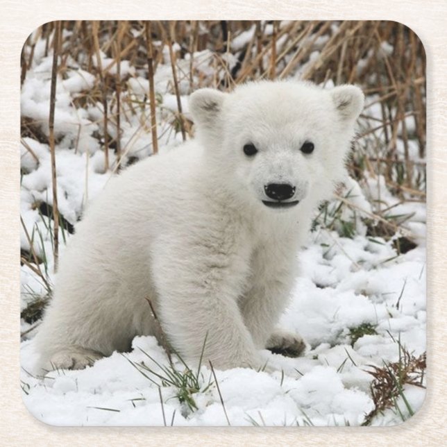 Beautiful Polar Bear Cub Square Paper Coaster (Front)