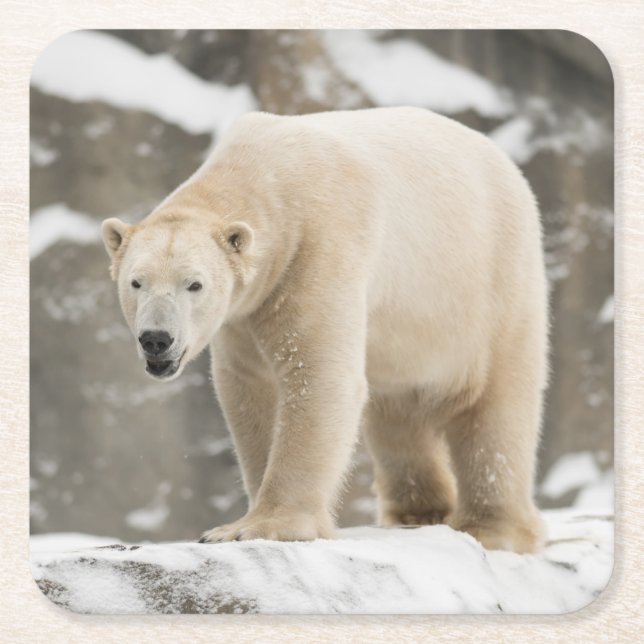 Beautiful Polar Bear Square Paper Coaster (Front)