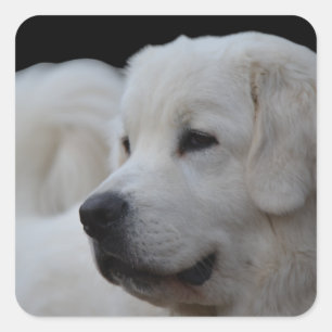 Beautiful Polish Tatra Sheepdog Sticker