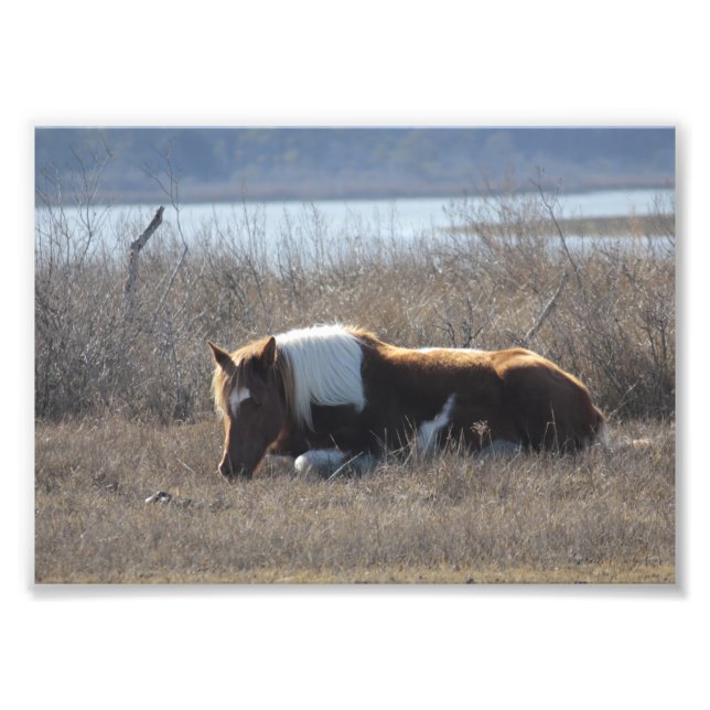 Beautiful pony photograph. photo print (Front)