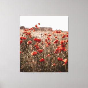 beautiful poppy flowers canvas print