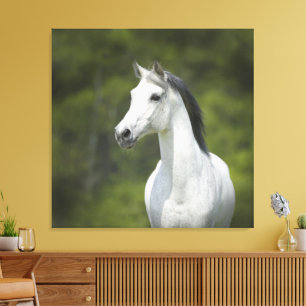 Beautiful Portrait of White Horse Green Background Canvas Print