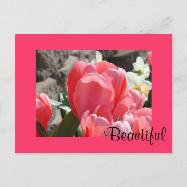 Beautiful postcards Pink Spring Tulip Flowers (Front)
