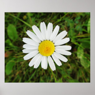 Beautiful Poster of Common Daisy