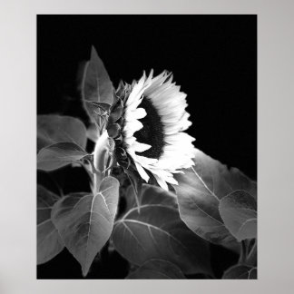 Beautiful Poster of Sunflower in Black and White