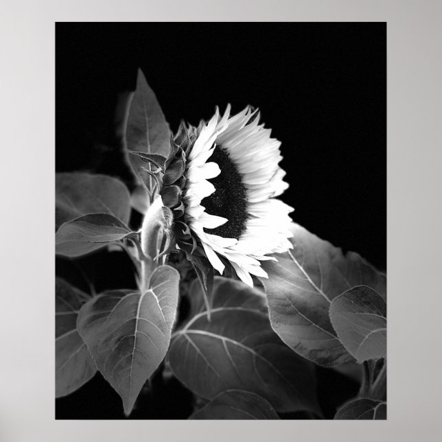 Beautiful Poster of Sunflower in Black and White (Front)