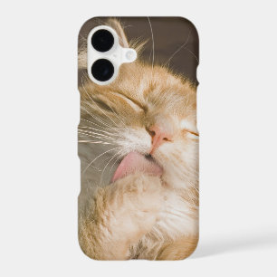 Beautiful Preening Maine Coon Cat Close-Up Photo