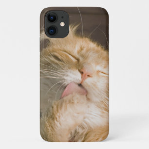 Beautiful Preening Maine Coon Close Up Photograph iPhone 11 Case