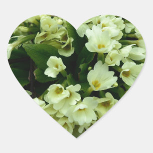 Beautiful Primula vulgaris Primroses in dry leaves Heart Sticker