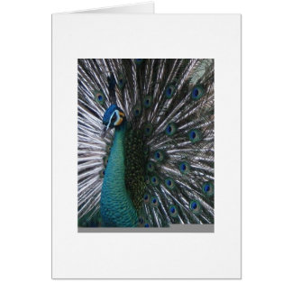 Beautiful & Proud Spalding Peacock