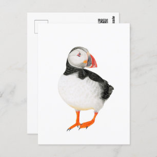 Beautiful Puffin Drawing Postcard