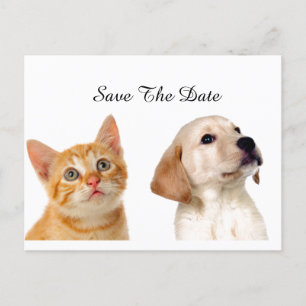 Beautiful Puppy And Cat Announcement Postcard