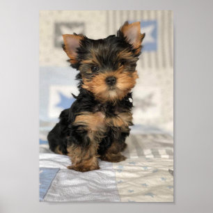 Beautiful puppy poster