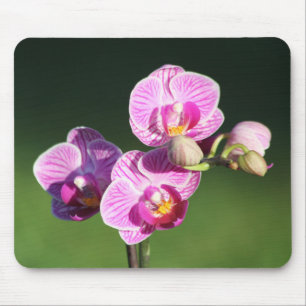 Beautiful Purple and Pink Orchid Mouse Mat