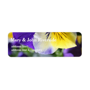 beautiful purple and yellow pansy flowers
