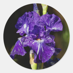 Beautiful Purple Bearded Iris in the Afternoon Sun Classic Round Sticker