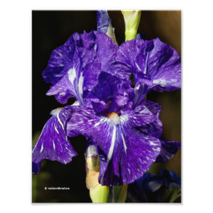 Beautiful Purple Bearded Iris in the Afternoon Sun Photo Print