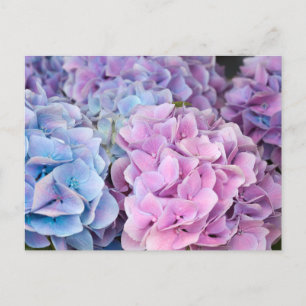 Beautiful Purple, Blue, Pink Hydrangea Flowers  Postcard