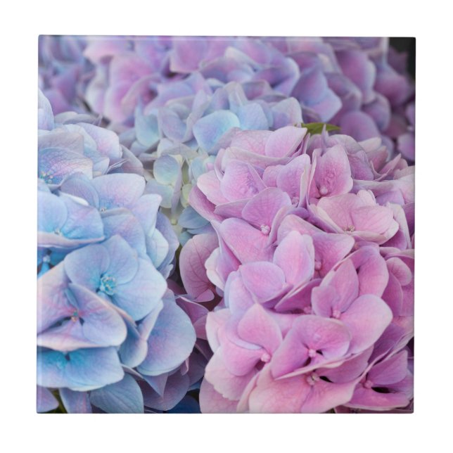 Beautiful Purple, Blue, Pink Hydrangea Flowers  Tile (Front)