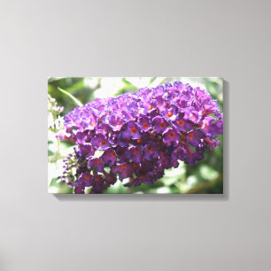Beautiful Purple Buddleia Flowers Canvas Print