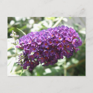 Beautiful Purple Buddleia Flowers Postcard