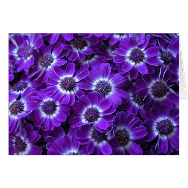 Beautiful Purple Cinerarias (Front Horizontal)