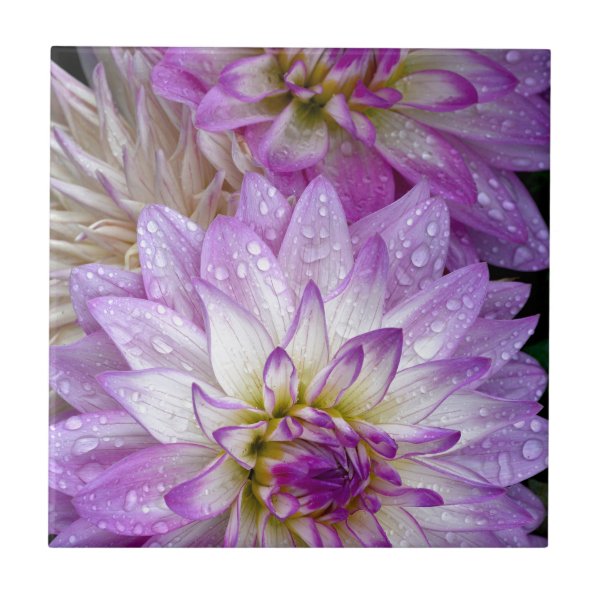 Dahlia Gifts & Gift Ideas | Zazzle UK