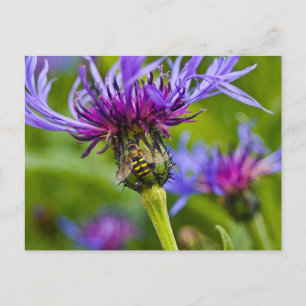 Beautiful purple flower with honeybee postcard