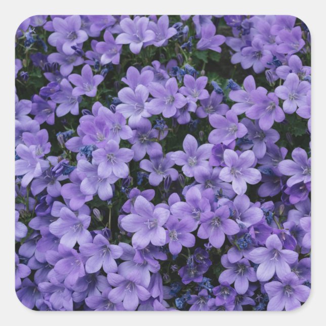 Beautiful Purple Flowers Sticker Set (Front)
