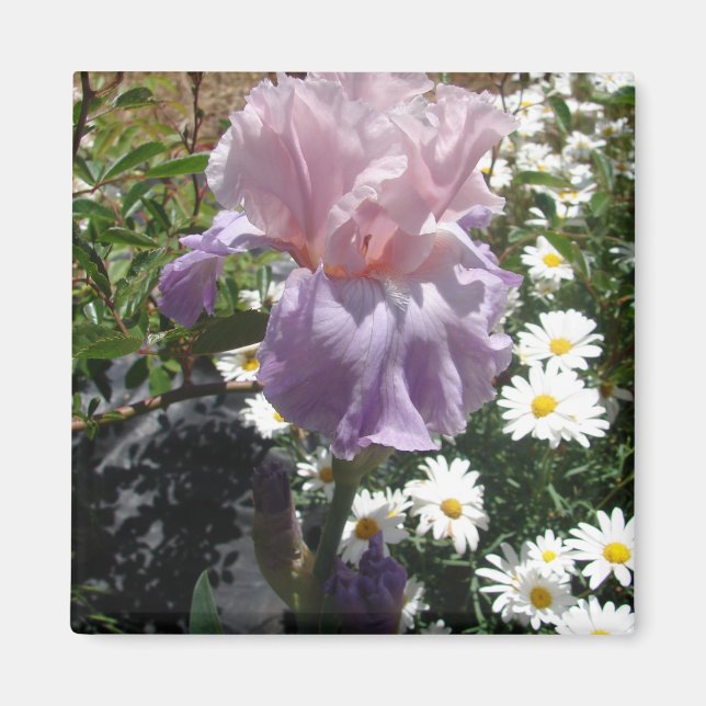 Beautiful Purple Iris Flower floral Photo Magnet (Front)