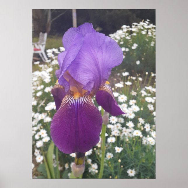 Beautiful Purple Iris Flower Garden Poster (Front)
