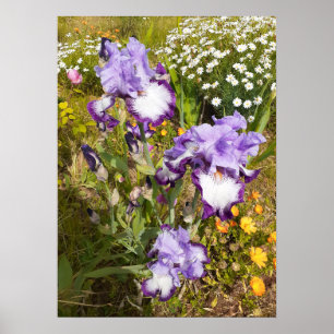 Beautiful Purple Iris Flower Garden Poster
