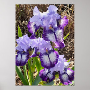 Beautiful Purple Iris Lilac Flower Garden Poster