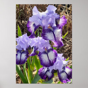 Beautiful Purple Iris Lilac Flower Garden Poster
