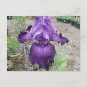 Beautiful purple iris postcard