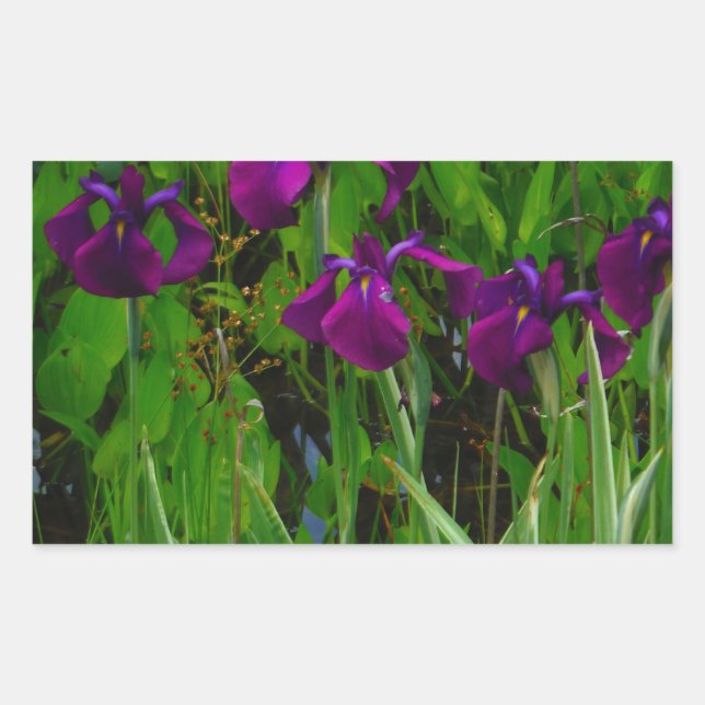 Beautiful Purple Iris Rectangular Sticker (Front)