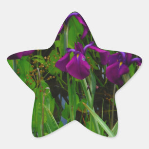 Beautiful Purple Iris Star Sticker