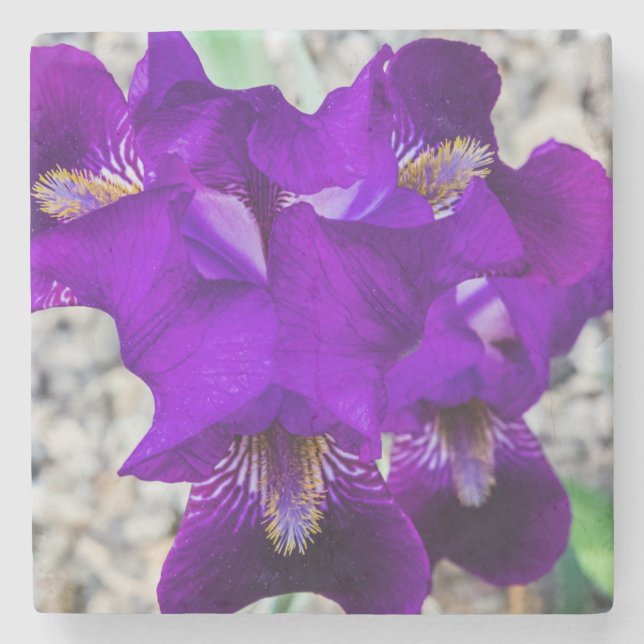 Beautiful purple iris stone coaster (Front)
