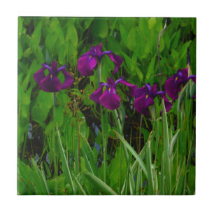 Beautiful Purple Iris Tile