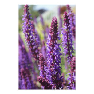 Beautiful purple Lavender Flower Photo Print