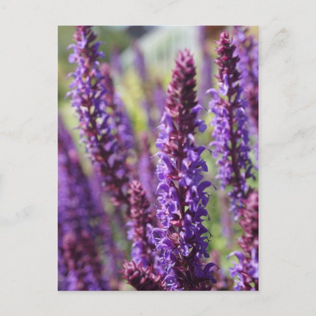 Beautiful purple Lavender Flower Postcard (Front)