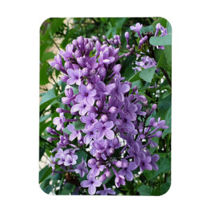Beautiful purple lilac flower bloom magnet