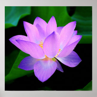 Beautiful purple lotus flower in water poster