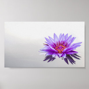 Beautiful Purple Lotus,Lake,Zen Poster