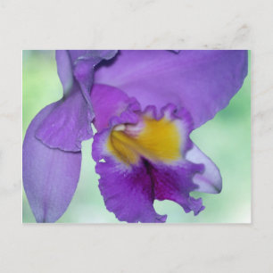 Beautiful purple orchid flower postcard